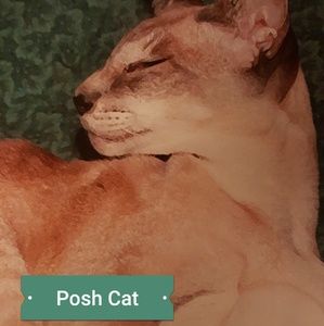 Reasonable offers welcome. No off poshmark sells